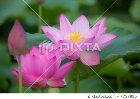 蓮花 7757996