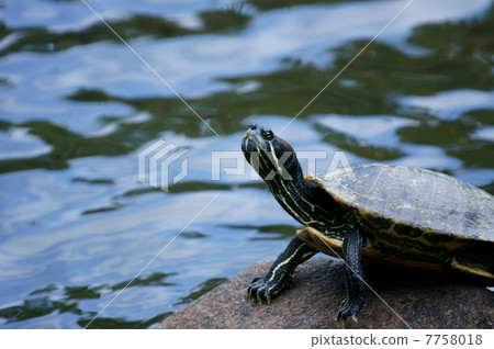 Green turtles are called red ear turtles as they grow bigger. 7758018