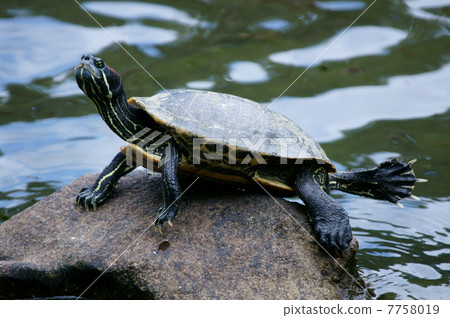 Green turtles are called red ear turtles as they grow bigger. Green turtles are called red ear turtles as they grow bigger. 7758019