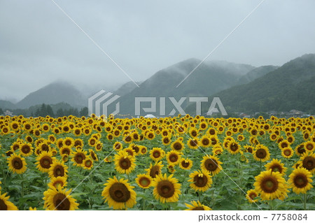 向日葵領域和山 7758084