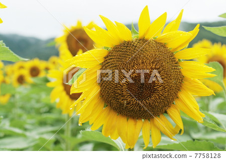 Sunflower field Sunflower field 7758128