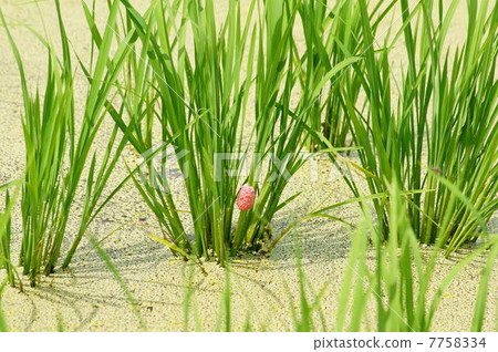 Egg of Scurrying Guinea (Jumbo Tanishi) adhering to rice 7758334