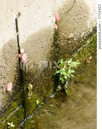 Egg of Scurrying mussel (Jumbo Tanishi) attached to a canal 7758407