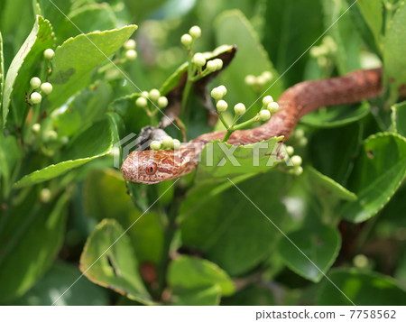 Sweet snake young body Sweet snake young body 7758562