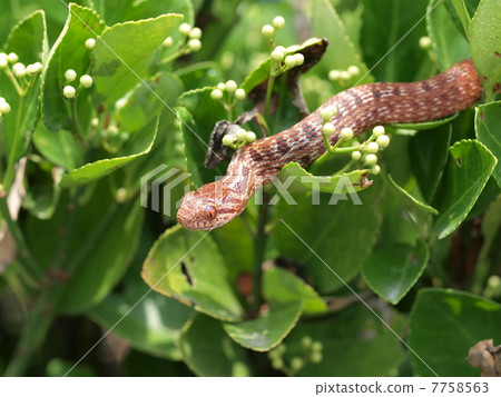 Sweet snake young body 7758563