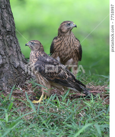 蒼鷹 蒼鷹 7758997