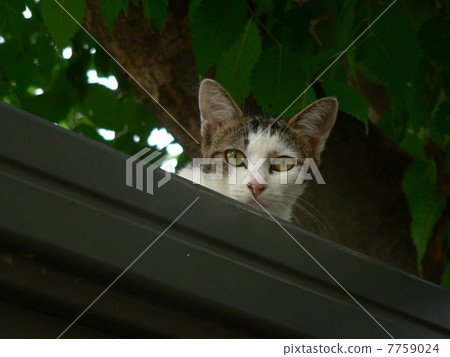 Cat on the roof Cat on the roof 7759024