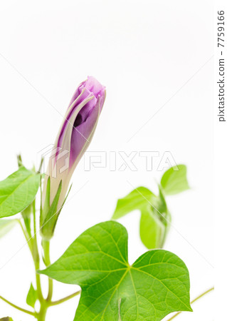 Bud of Asagao 7759166