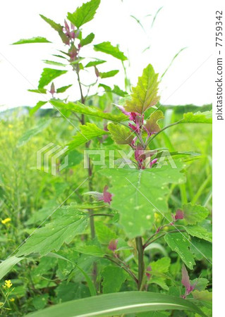 它也是一種美妙雜草的藥草 7759342