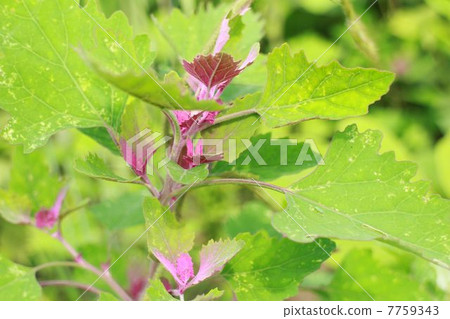 Wild plants of wonderful weeds of wild vegetables, herbs 7759343