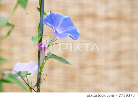 Morning glory and sedale 7759373