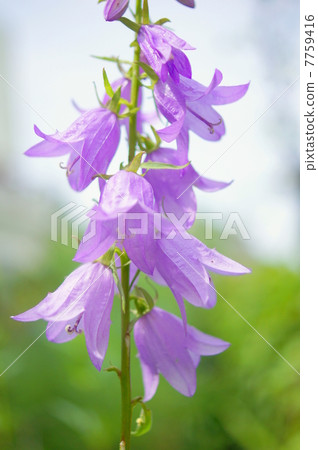 Sovana：蔬菜 7759416