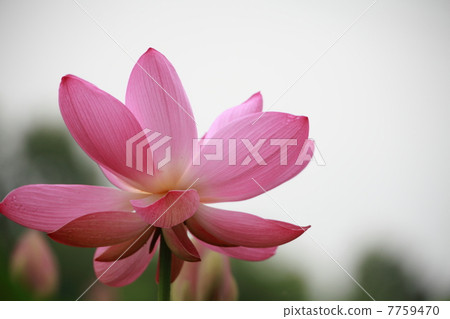 蓮花 蓮花 7759470