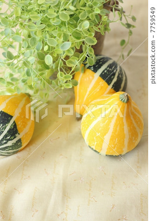 玩具壁球 7759549