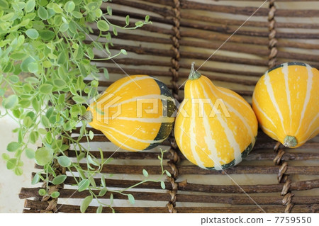 玩具壁球 7759550