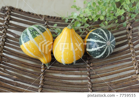 玩具壁球 玩具壁球 7759555