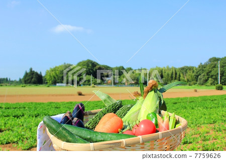 Multicolored summer vegetables that received nature's blessings 7759626