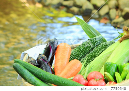 夏季蔬菜品種和涼爽的小溪 夏季蔬菜品種和涼爽的小溪 7759640