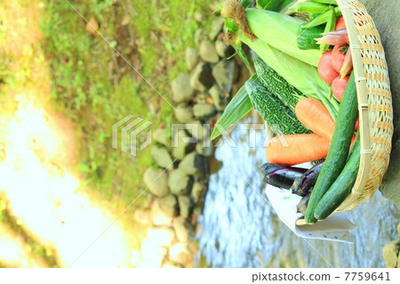 夏季蔬菜品種和涼爽的小溪 夏季蔬菜品種和涼爽的小溪 7759641