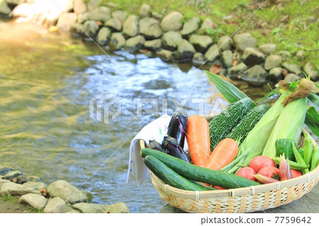 Summer vegetable assortment and a cool stream 7759642