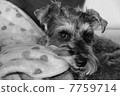 Schnauzer 05 in the house (Small face / monochrome) 7759714