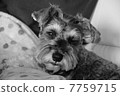 Schnauzer 06 in the house (sleepy face / monochrome) 7759715