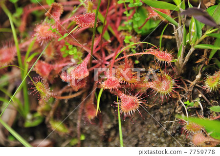 芽蟲的昆蟲 7759778