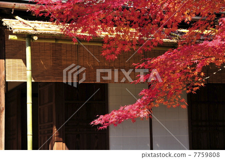 Yurakuen在秋天 7759808