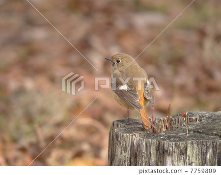 回歸美女 7759809