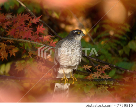 Otaka的蘑菇狩獵 7759810