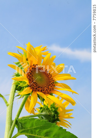 前往當天 7759815