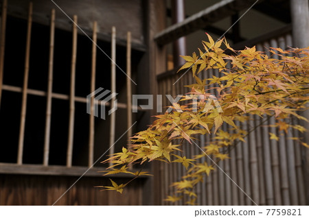 京都在秋天 7759821