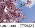 Sakurasaku 7759823