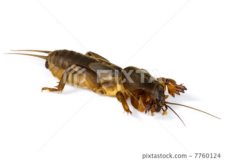 Mole cricket 7760124