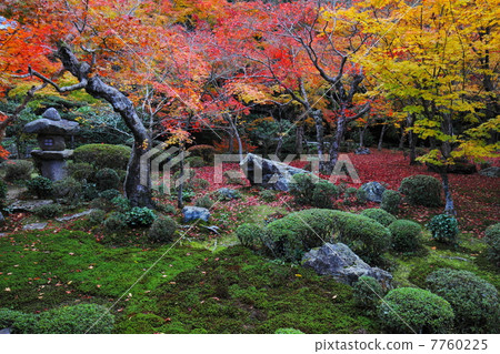秋天色彩和Enkoji花園的苔蘚 秋天色彩和Enkoji花園的苔蘚 7760225