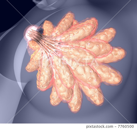 Mammary gland enlargement diagram (transparent · close-up 2) Mammary gland enlargement diagram (transparent · close-up 2) 7760500