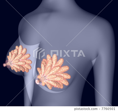 Mammary gland permeability map (transparent) Mammary gland permeability map (transparent) 7760501