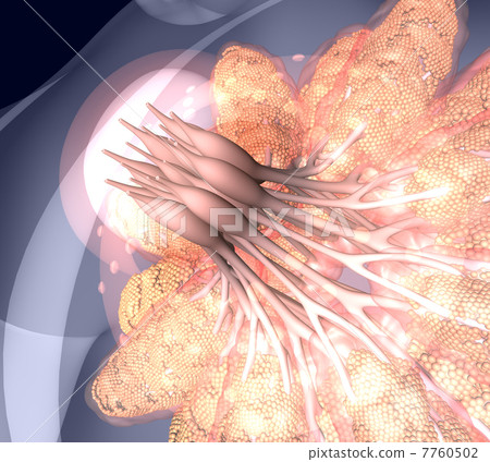 Mammary gland enlargement diagram (transparent · close-up 1) 7760502