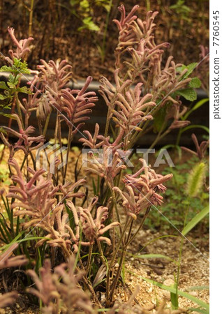 A completely faded July Kangaroo Poo 7760545