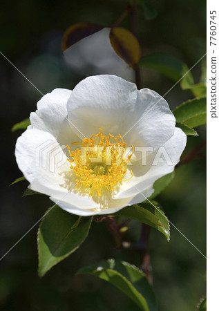 Naniwa Neubara (Naniwa Norobaru) 7760745