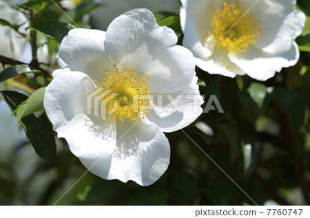 Naniwa Neubara (Naniwa Norobaru) 7760747