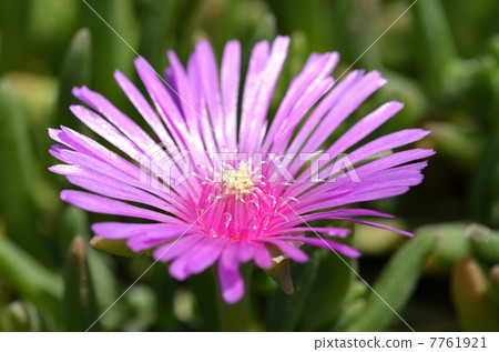 松崎（松針） 7761921