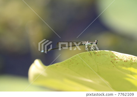 Ittombo Ittombo 7762109