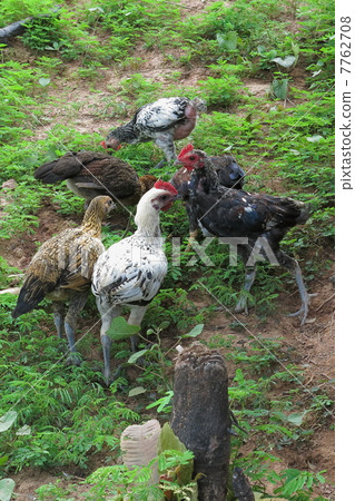 Lao's chicken Lao's chicken 7762708
