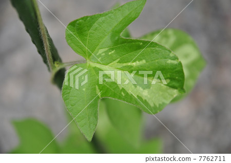 Morning glory leaves Morning glory leaves 7762711