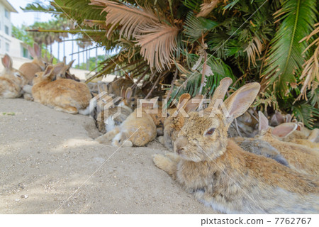 Rabbits in Okunojima Rabbits in Okunojima 7762767