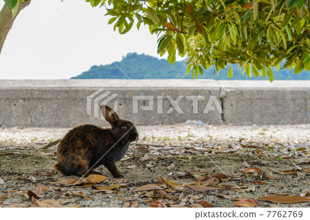 Usagi in Okunojima 7762769