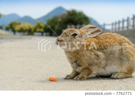 Usagi in Okunojima 7762771