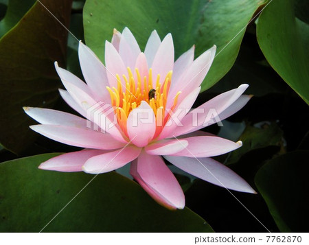Water lily Water lily 7762870