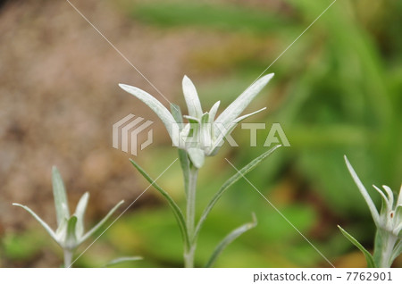 Edelweiss 7762901